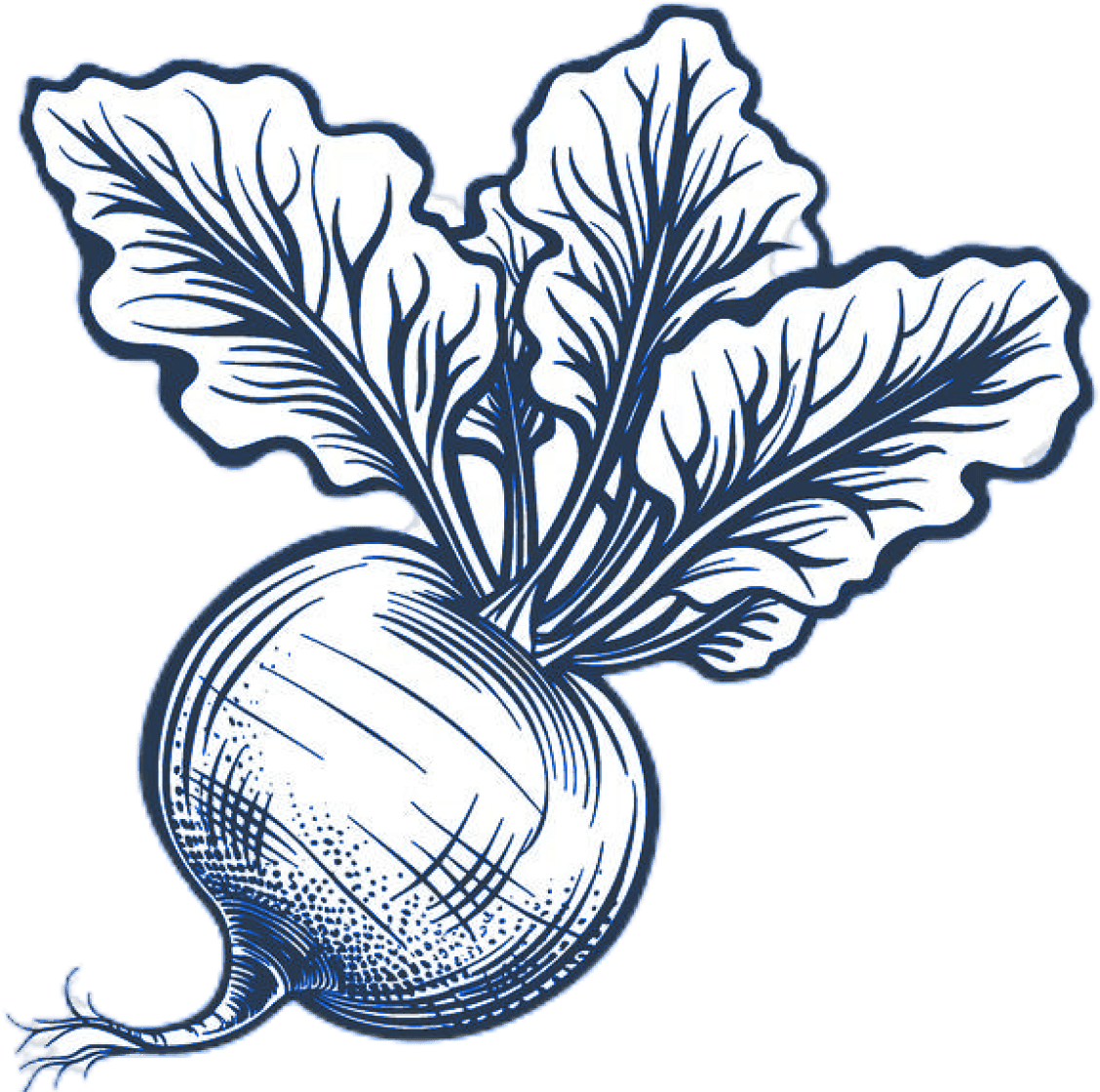 Illustration of a fresh beet