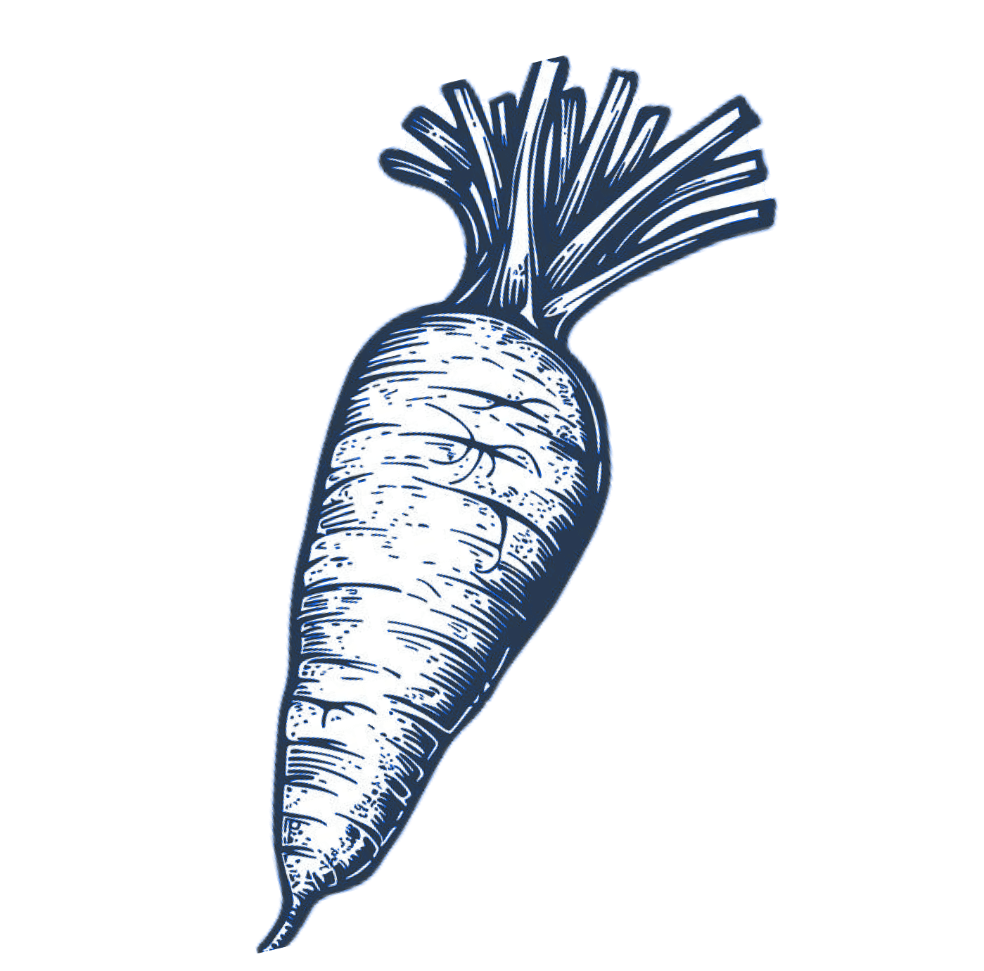 Illustration of a fresh carrot