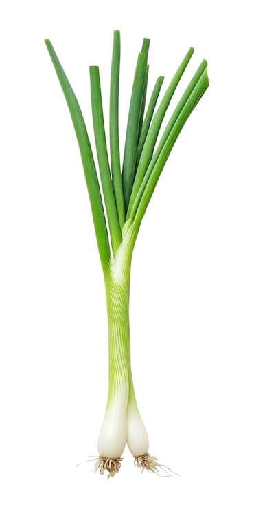 Scallion (Green Onion)