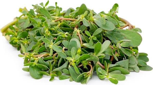 Purslane