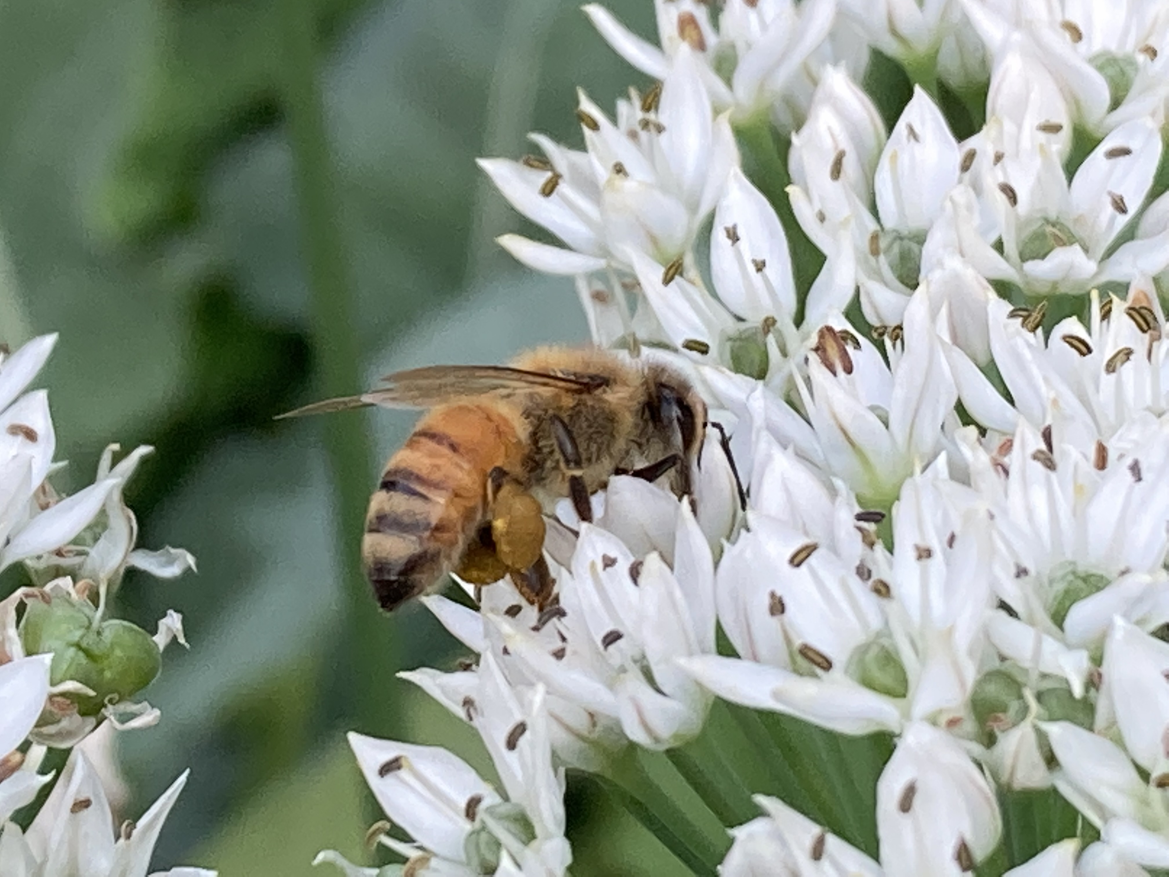Belle Nature farm in Farmington, MN — photo 3