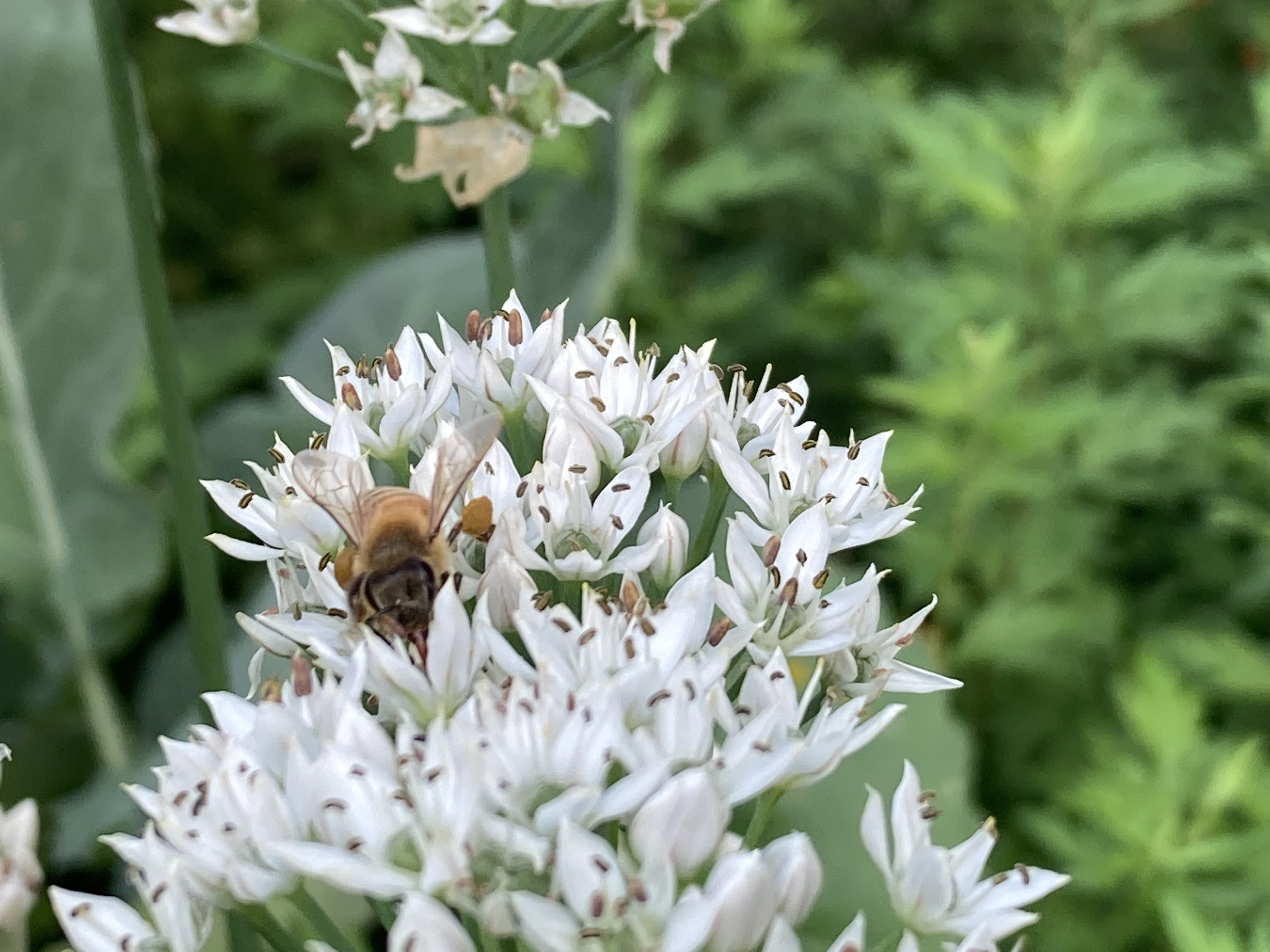 Belle Nature farm in Farmington, MN — photo 4
