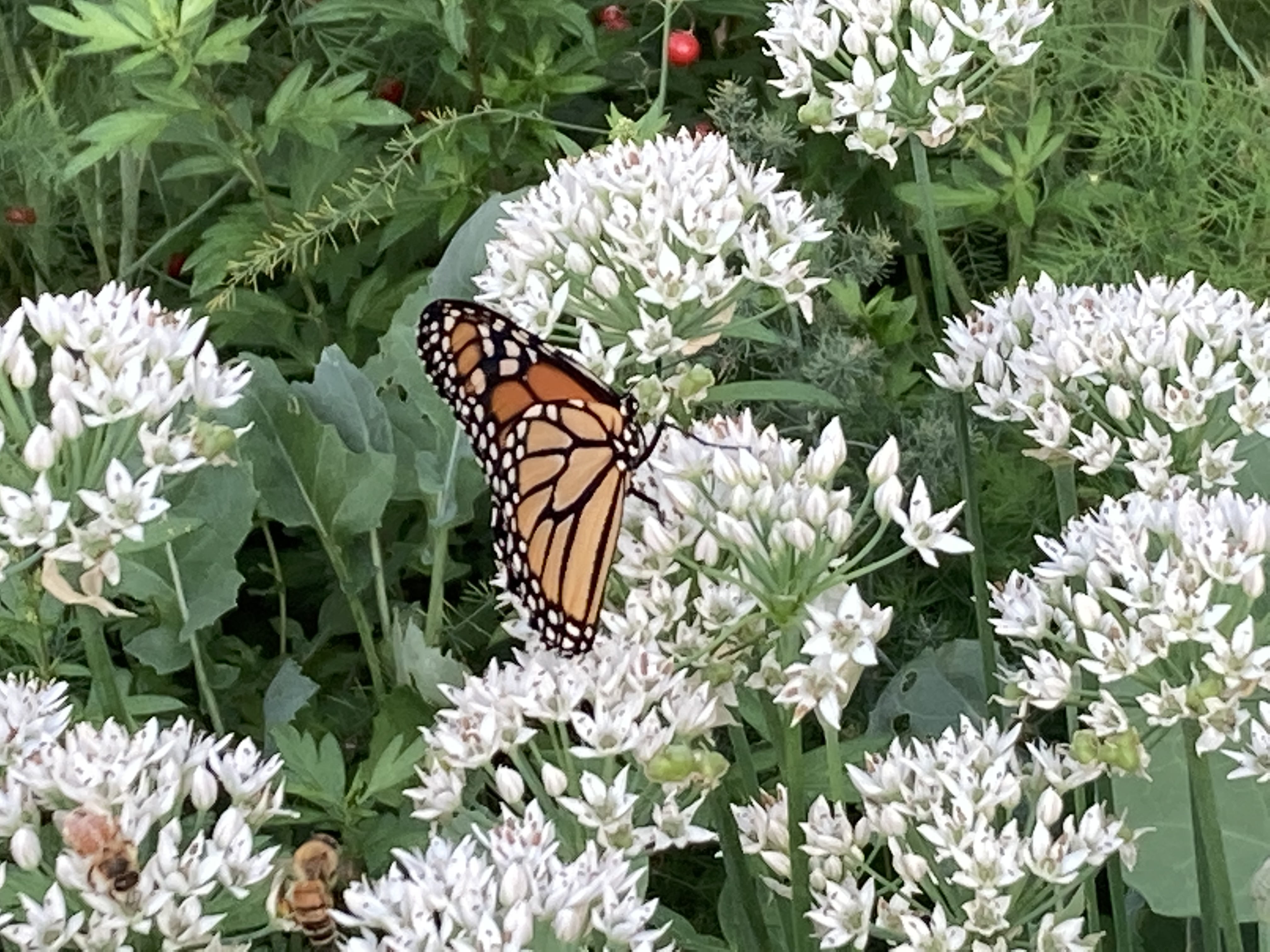 Belle Nature farm in Farmington, MN — photo 6