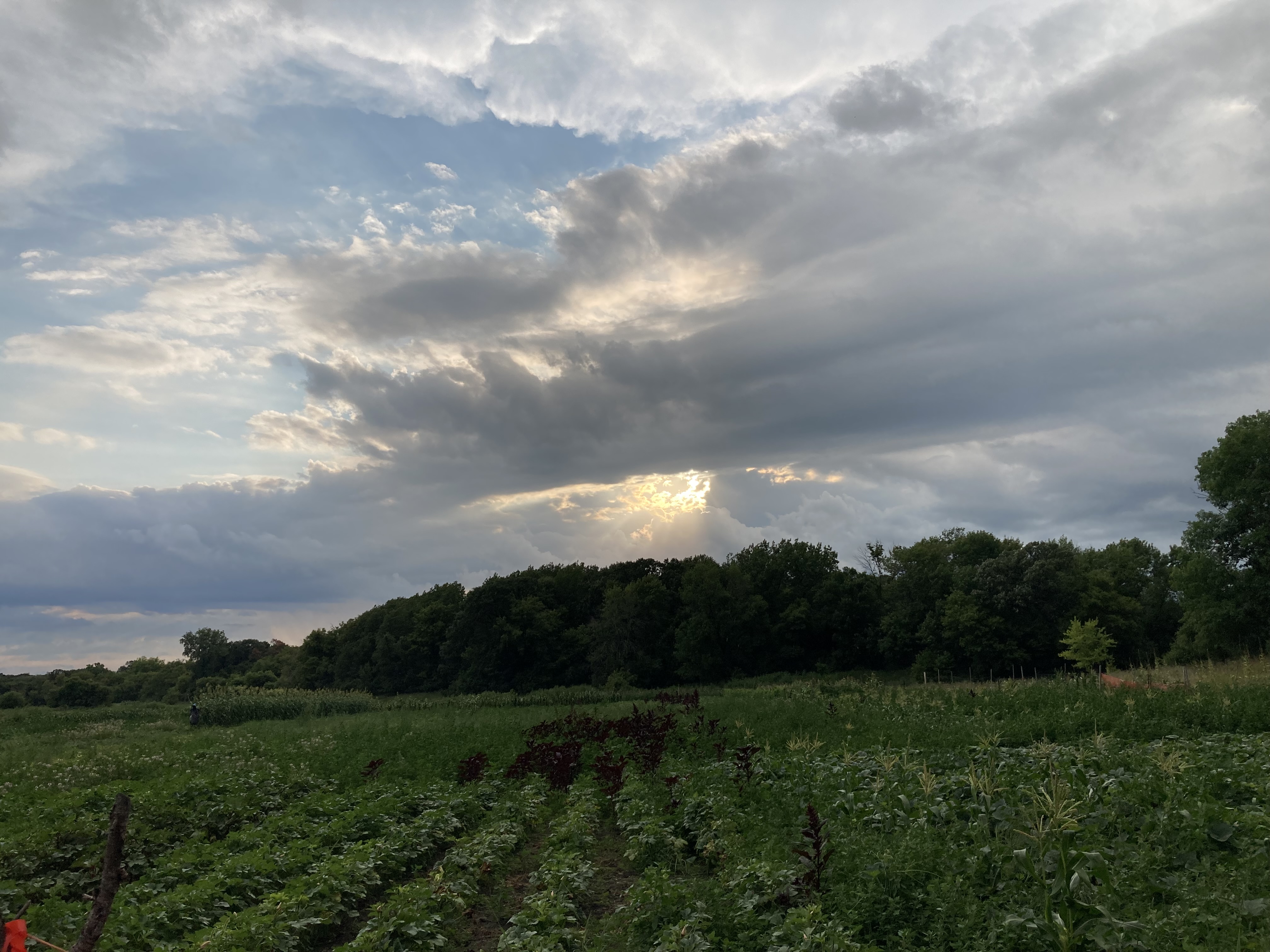 Belle Nature farm in Farmington, MN — photo 7