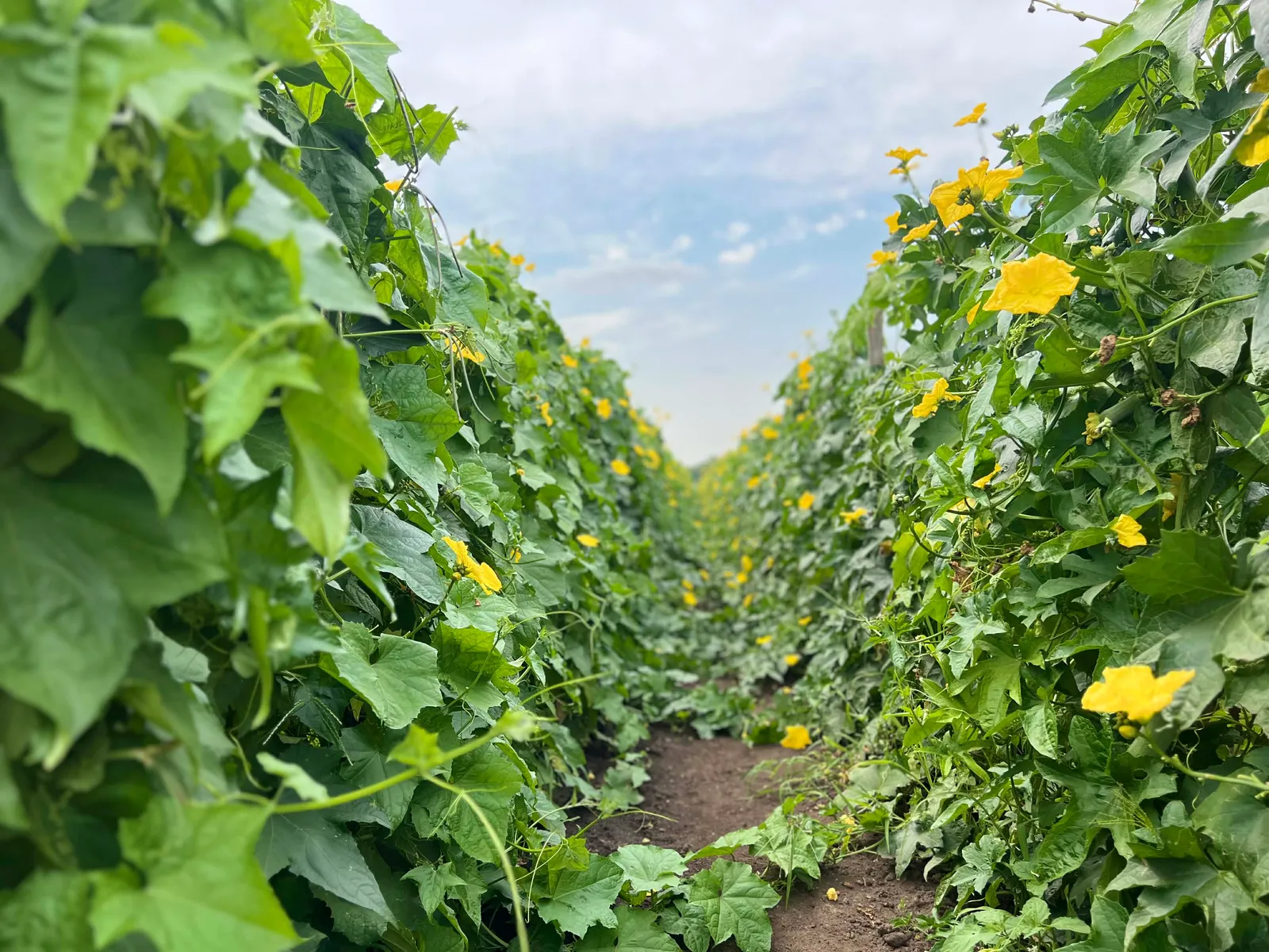 Belle Nature farm in Farmington, MN photo 15