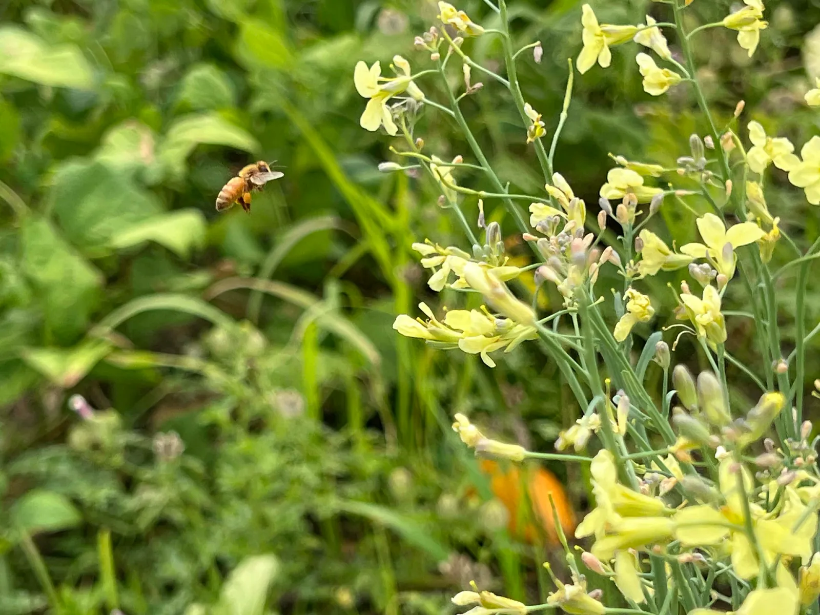 Belle Nature farm in Farmington, MN photo 20