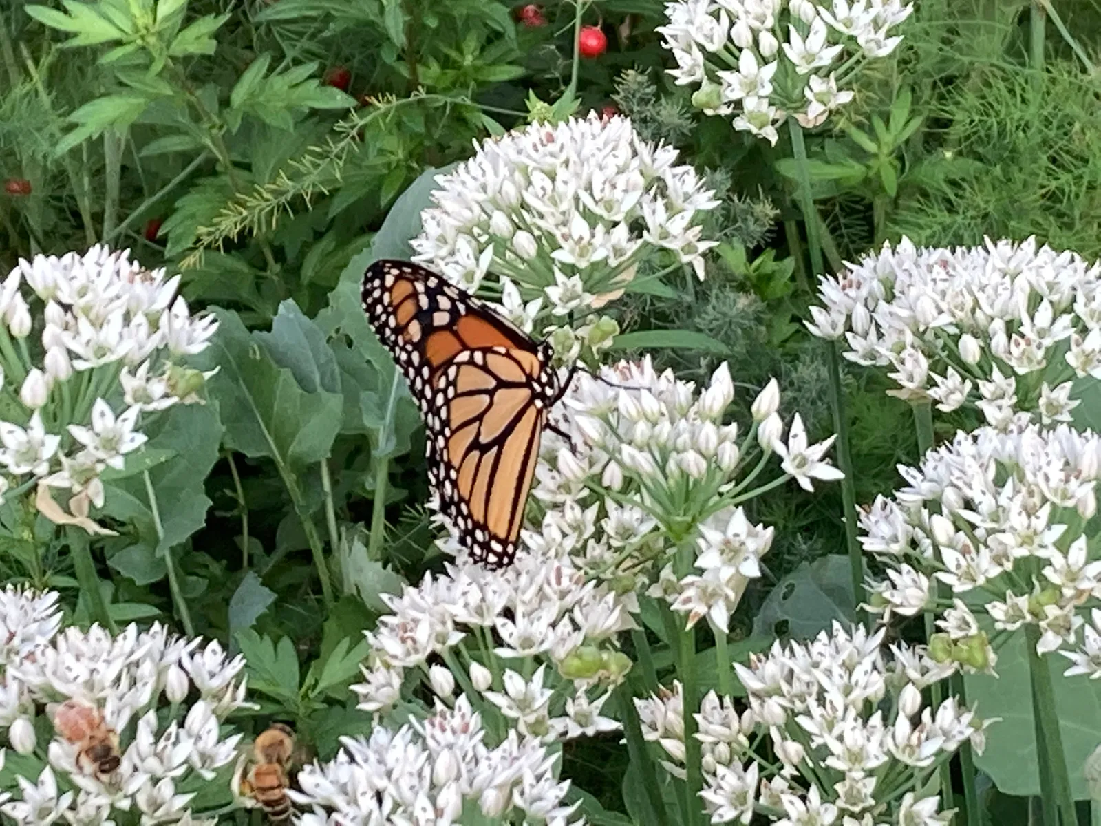 Belle Nature farm in Farmington, MN photo 30