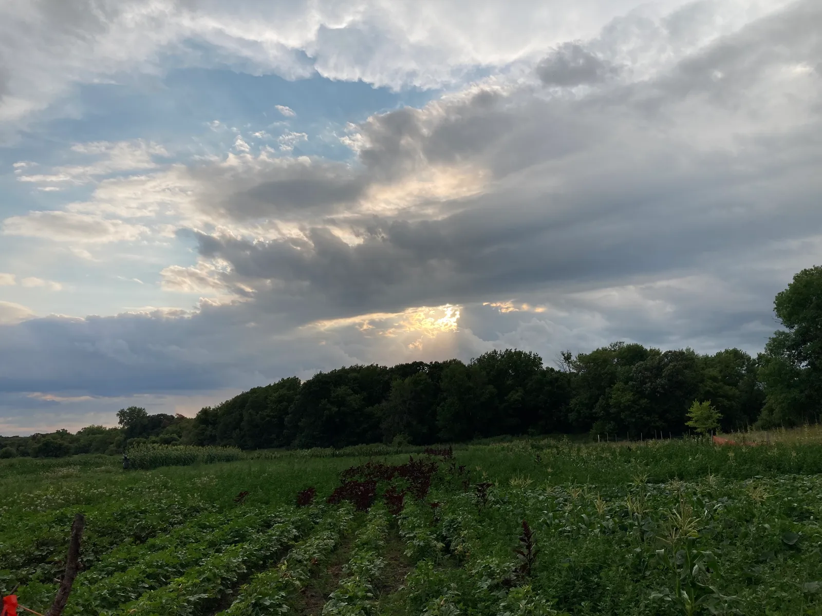 Belle Nature farm in Farmington, MN photo 31