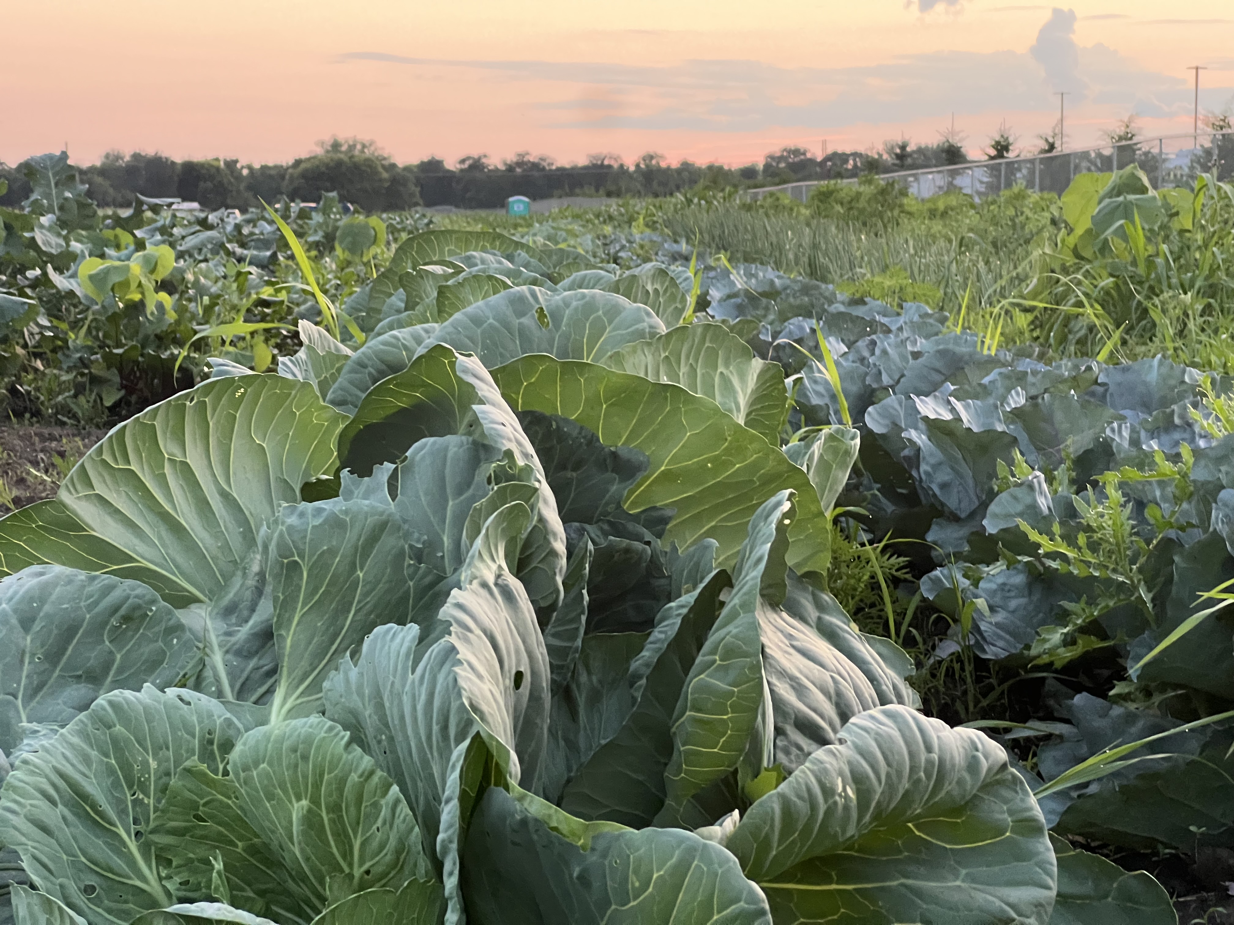 Belle Nature farm in Farmington, MN — photo 8