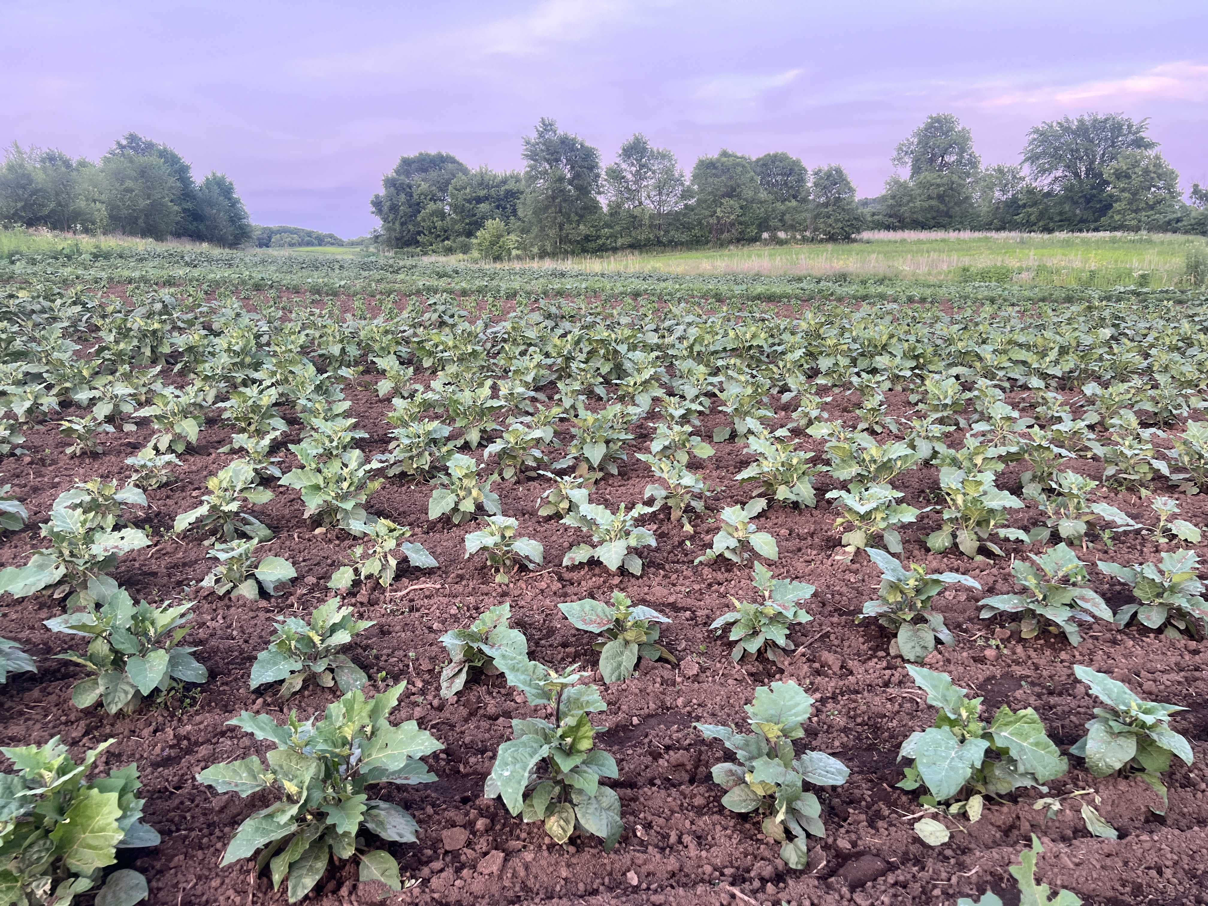 Belle Nature farm in Farmington, MN — photo 9