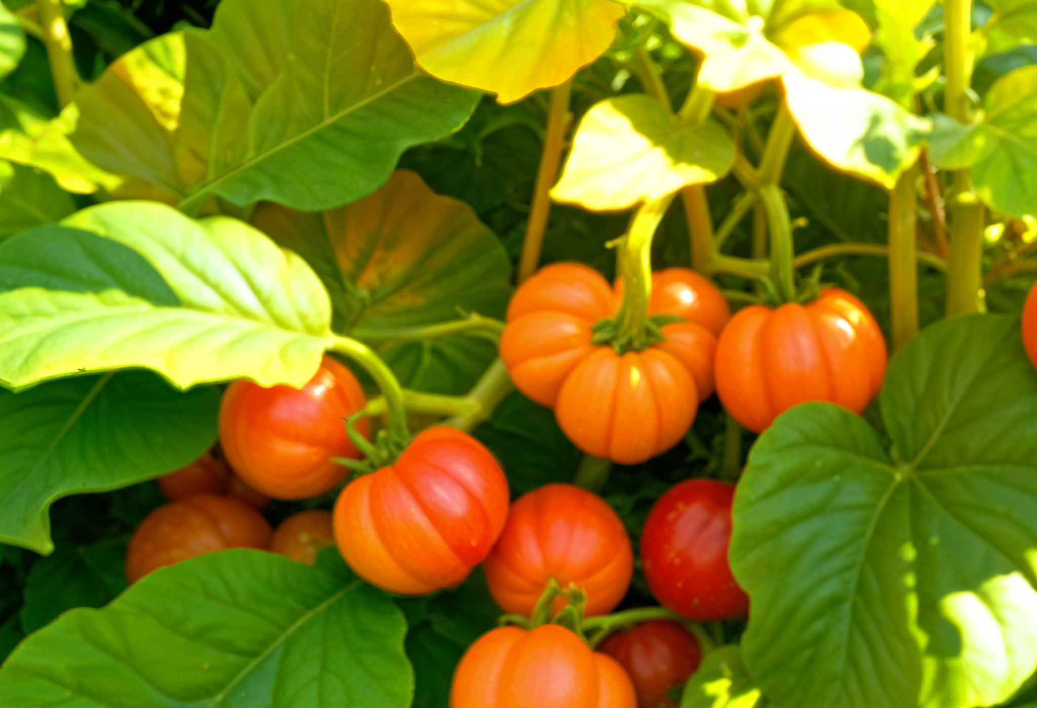 African Eggplant (Garden Egg)