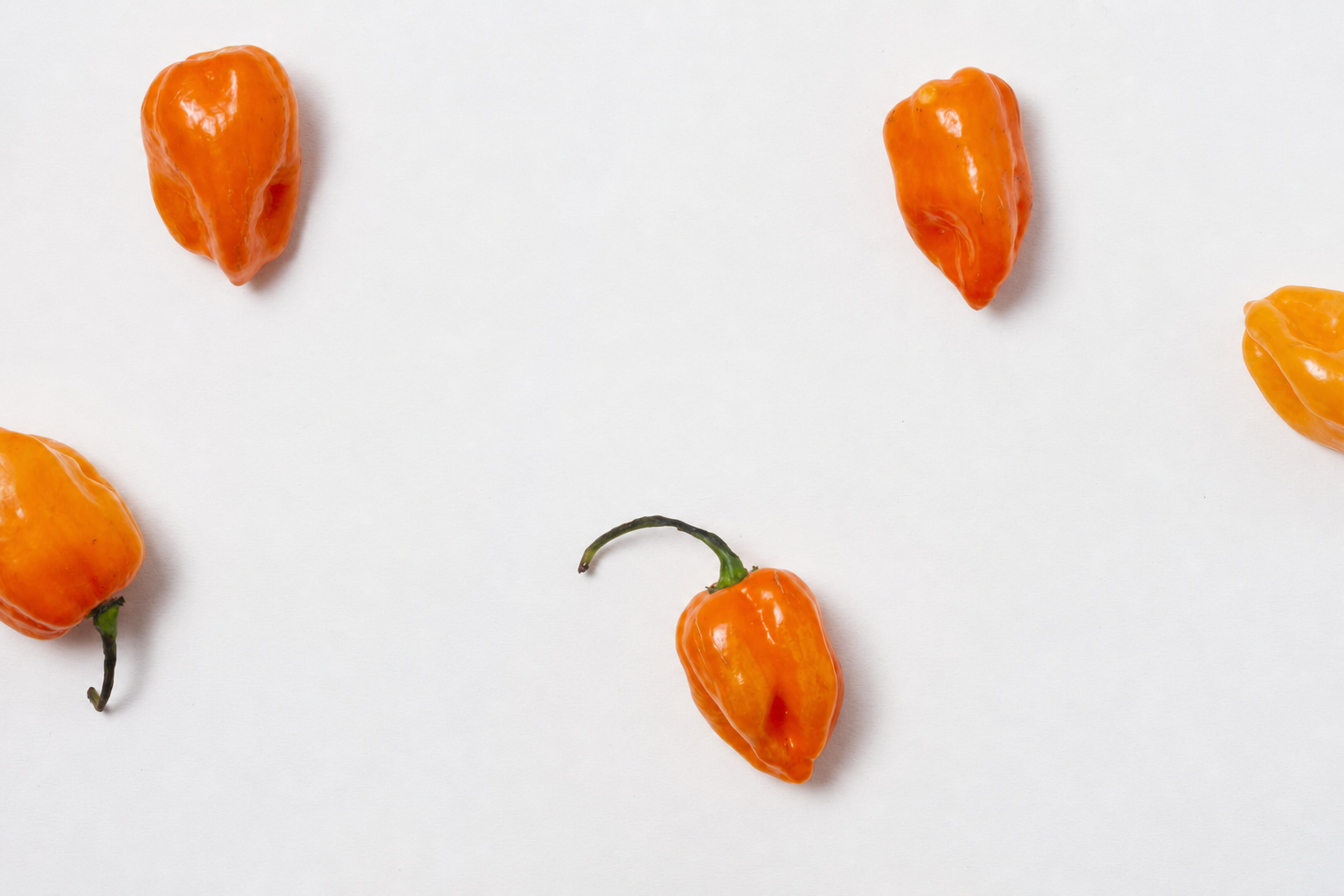 Habanero pepper