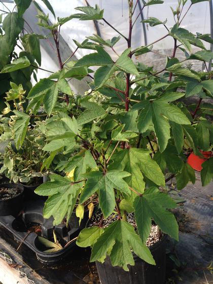 Thai Red Roselle Sour Leaf