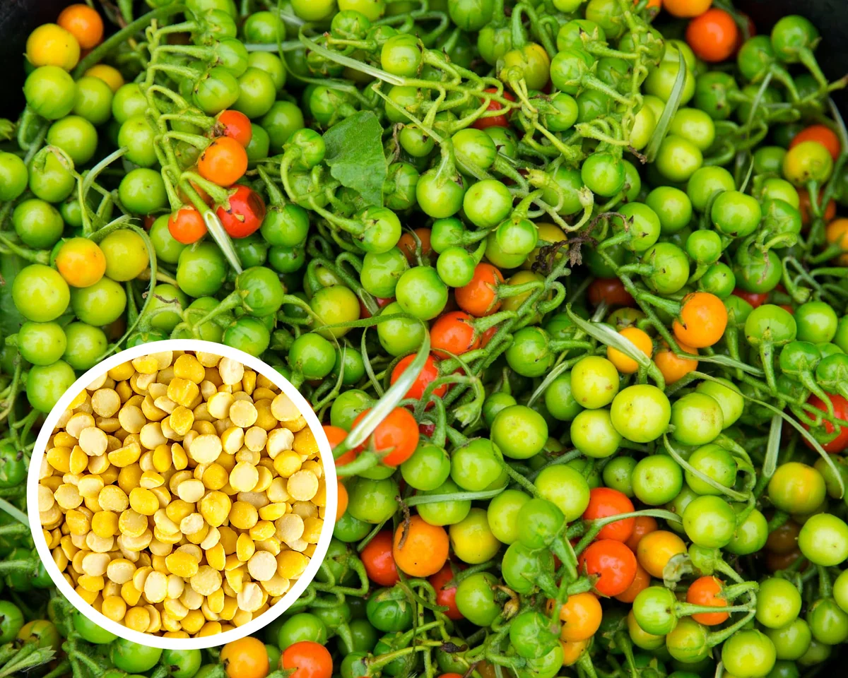 African Bitter Ball (Turkey Berry / Pea Eggplant)