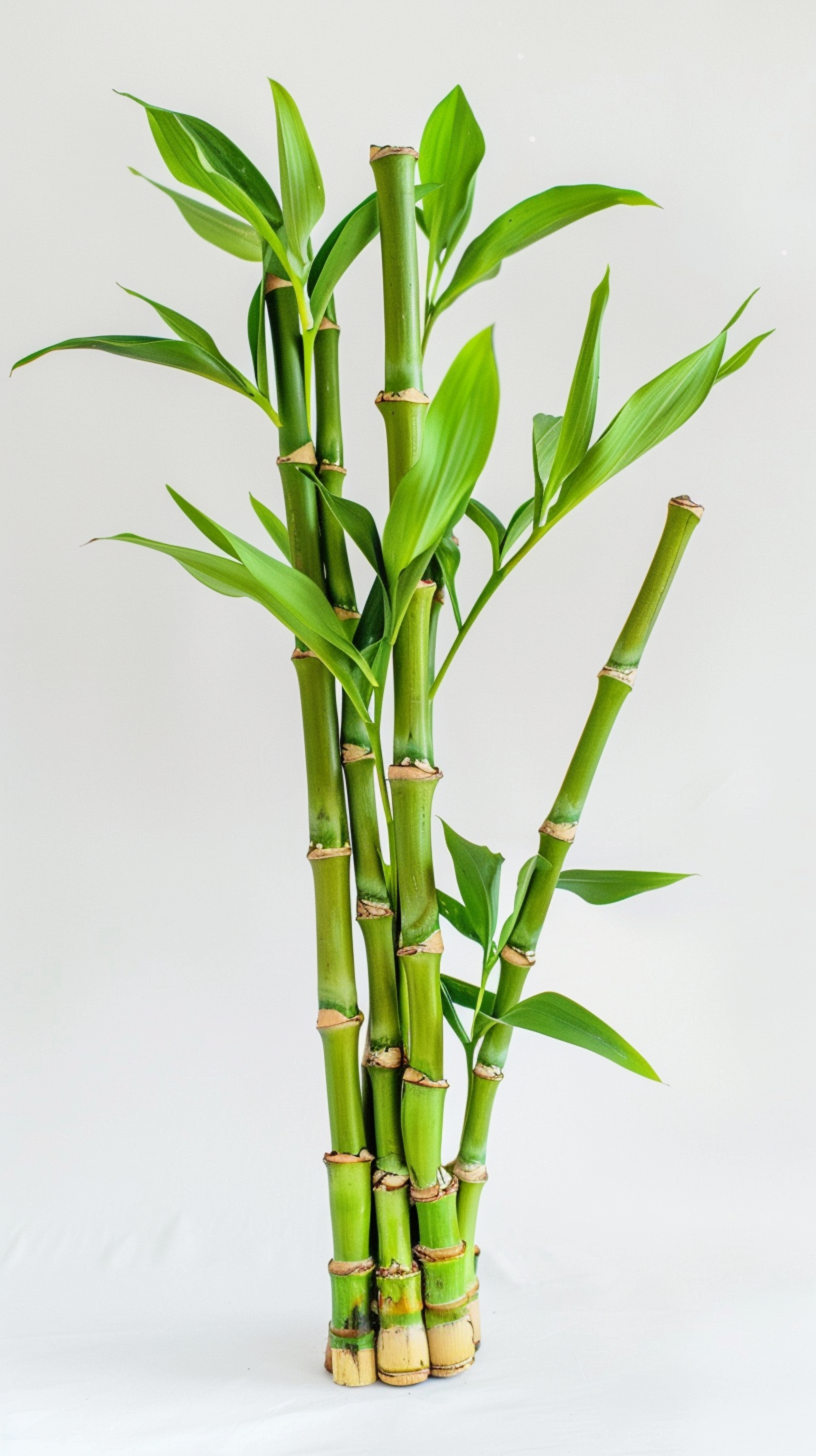 Sugar Cane