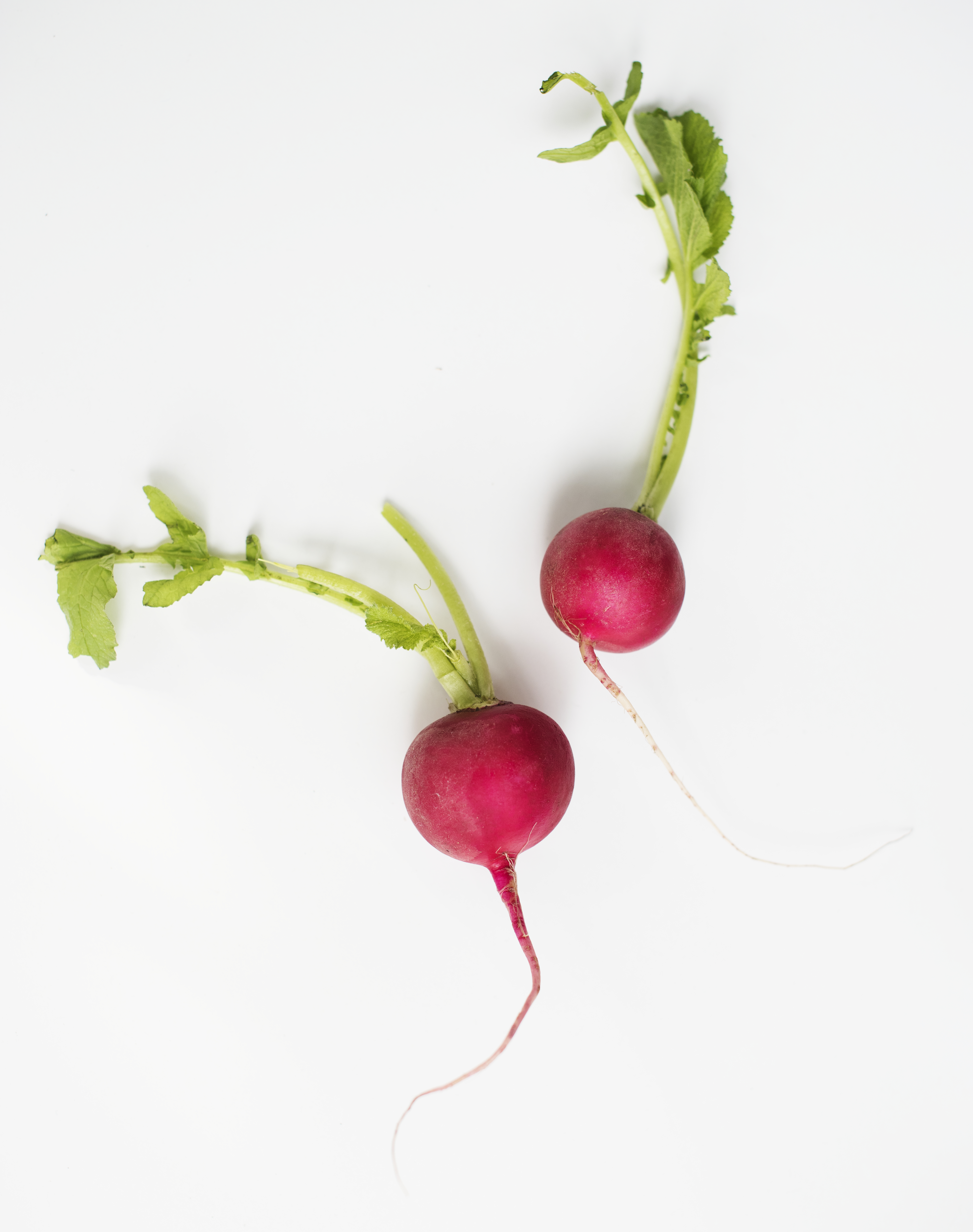 Radish
