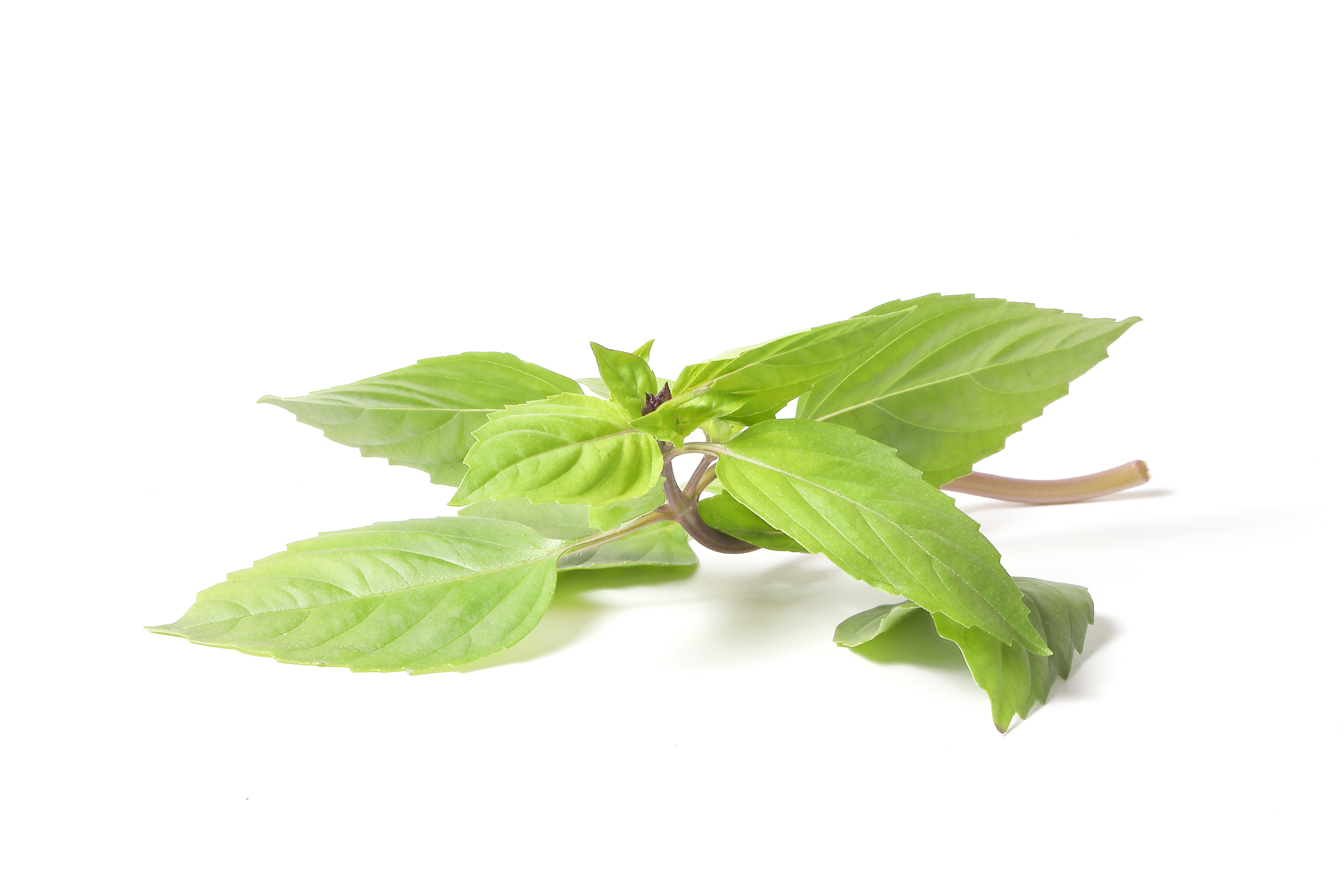 Thai Basil